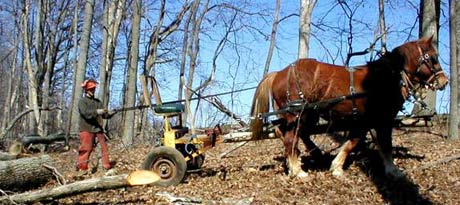 Chad Vogel, Rappahannock County horse logger, logs with minimal impact on the forest, protecting streams and watershed.